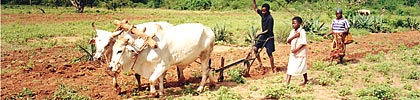 Agriculture in Sudan